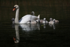 Bild Nr. 0611