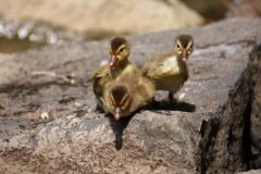 Bild Nr. 0606