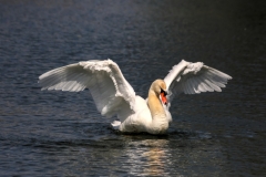 Bild Nr. 0617