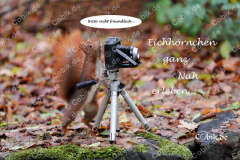 Eichhörnchen Bilderbüchlein