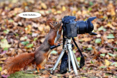 Eichhörnchen Bilderbüchlein