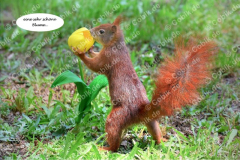 Eichhörnchen Bilderbüchlein