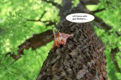 Eichhörnchen Bilderbüchlein