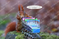 Eichhörnchen Bilderbüchlein