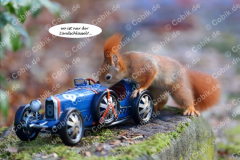 Eichhörnchen Bilderbüchlein