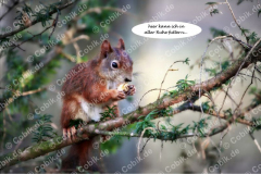 Eichhörnchen Bilderbüchlein