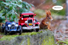 Eichhörnchen Bilderbüchlein