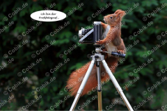 Eichhörnchen Bilderbüchlein