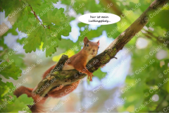 Eichhörnchen Bilderbüchlein