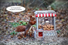 Eichhörnchen Bilderbüchlein