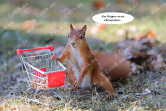 Eichhörnchen Bilderbüchlein