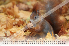 Eichhörnchen Kalender 2024