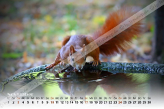 Eichhörnchen Kalender 2024