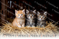 Bild00008
