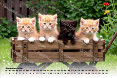 Bild00009