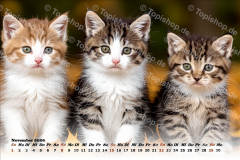 Bild00011
