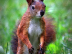 Poster Eichhörnchen buddelt
