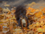 Poster Eichhörnchen im Herbst