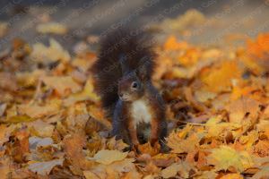 Poster Eichhörnchen im Herbst