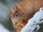 Poster Eichhörnchen im Schnee