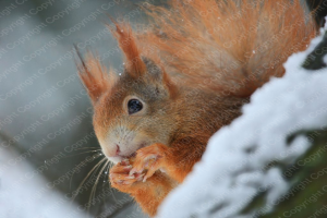 Poster Eichhörnchen im Schnee