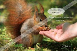 Eichhörnchen Bilderbuch