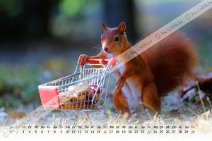 Eichhörnchen Kalender 2020