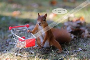Eichhörnchen Bilderbuch