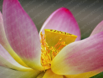 Poster Lotusblume
