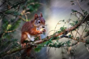 Eichhörnchen Poster