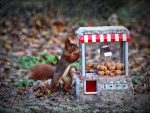 Eichhörnchen Bild RTL Sendung Echt jetzt?!