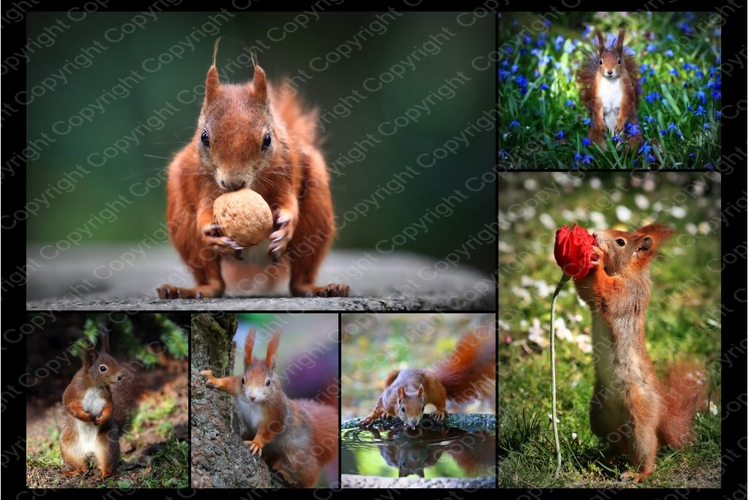 Eichhörnchen Collage