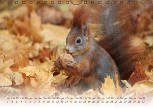 Eichhörnchen Kalender 2023