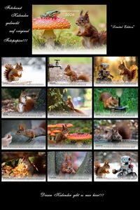 Eichhörnchen Kalender 2026