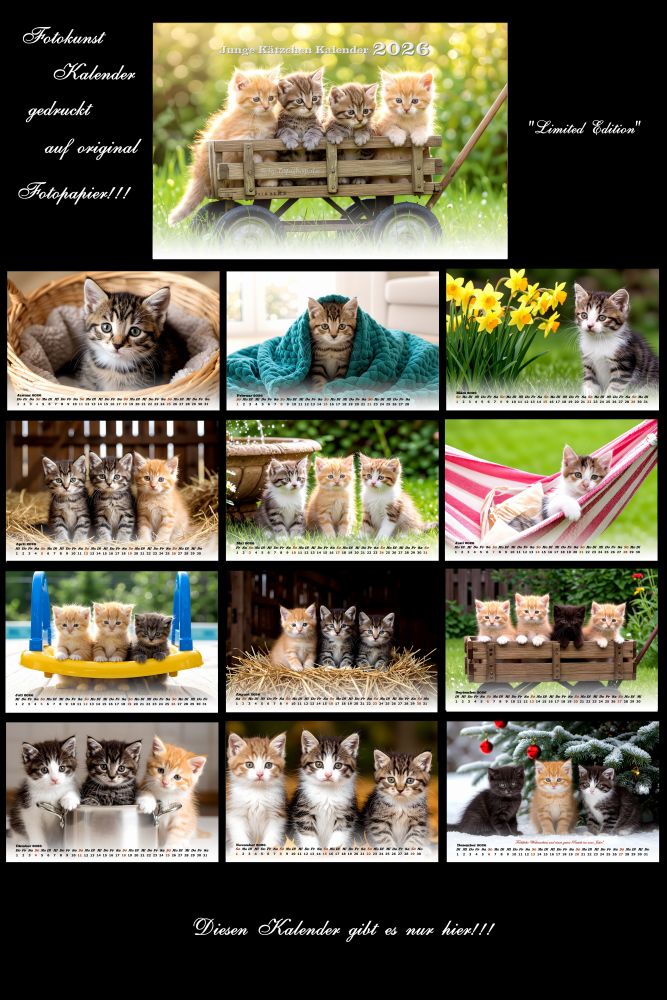 Junge Katzen Kalender 2026